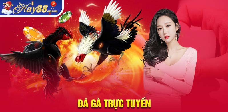 Đá gà Trực tuyến Hay88