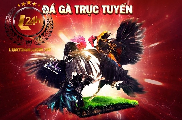 Đá gà trực tuyến