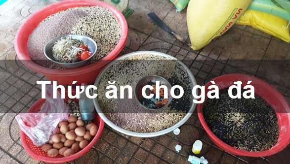 Thức ăn cho gà