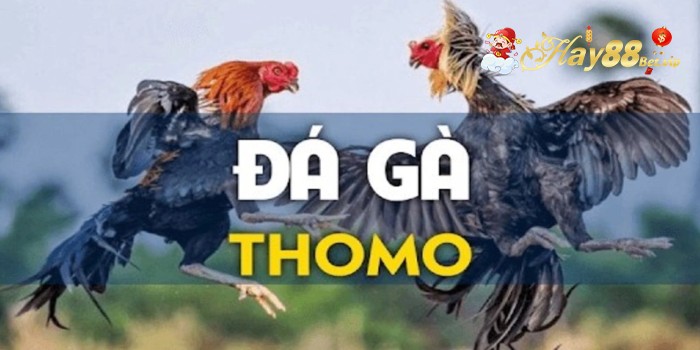 Đá gà Thomo – HAY88 Tìm Hiểu Hình Thức Đá Gà Hấp Dẫn Nhất