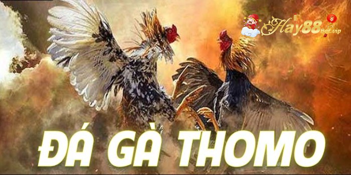 Tại Sao Trường Đá Gà Thomo Được Yêu Thích Nhiều Đến Vậy?